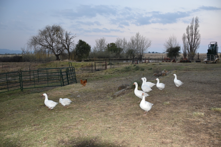 4 Bedroom Property for Sale in Rouxville Free State
